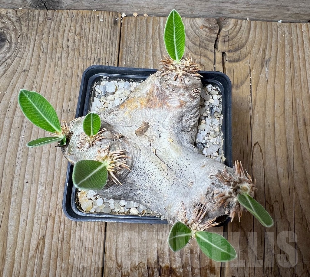 SHPR14879 Pachypodium eburneum - Image 2