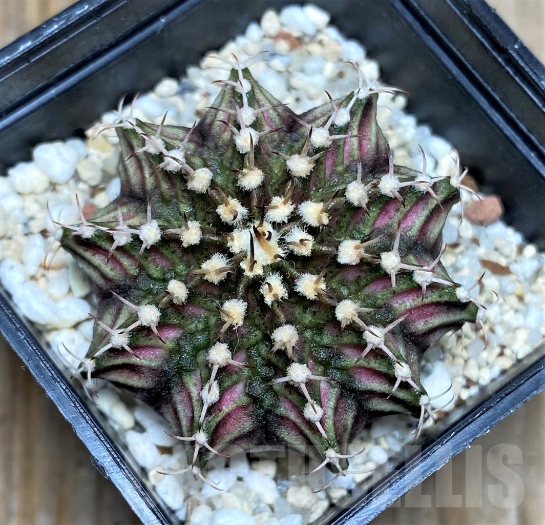 SHPR14763 Gymnocalycium mihanovichii 'T-rex'