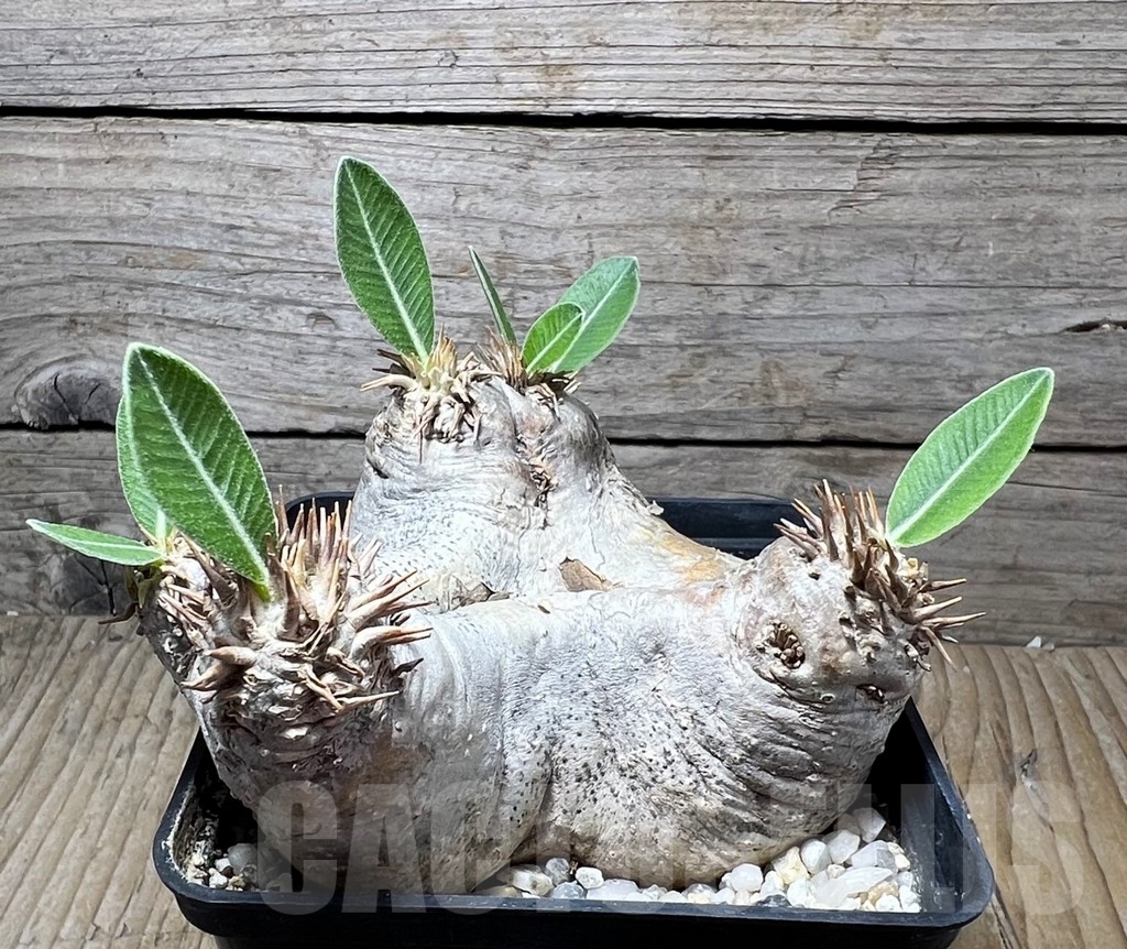 SHPR14879 Pachypodium eburneum