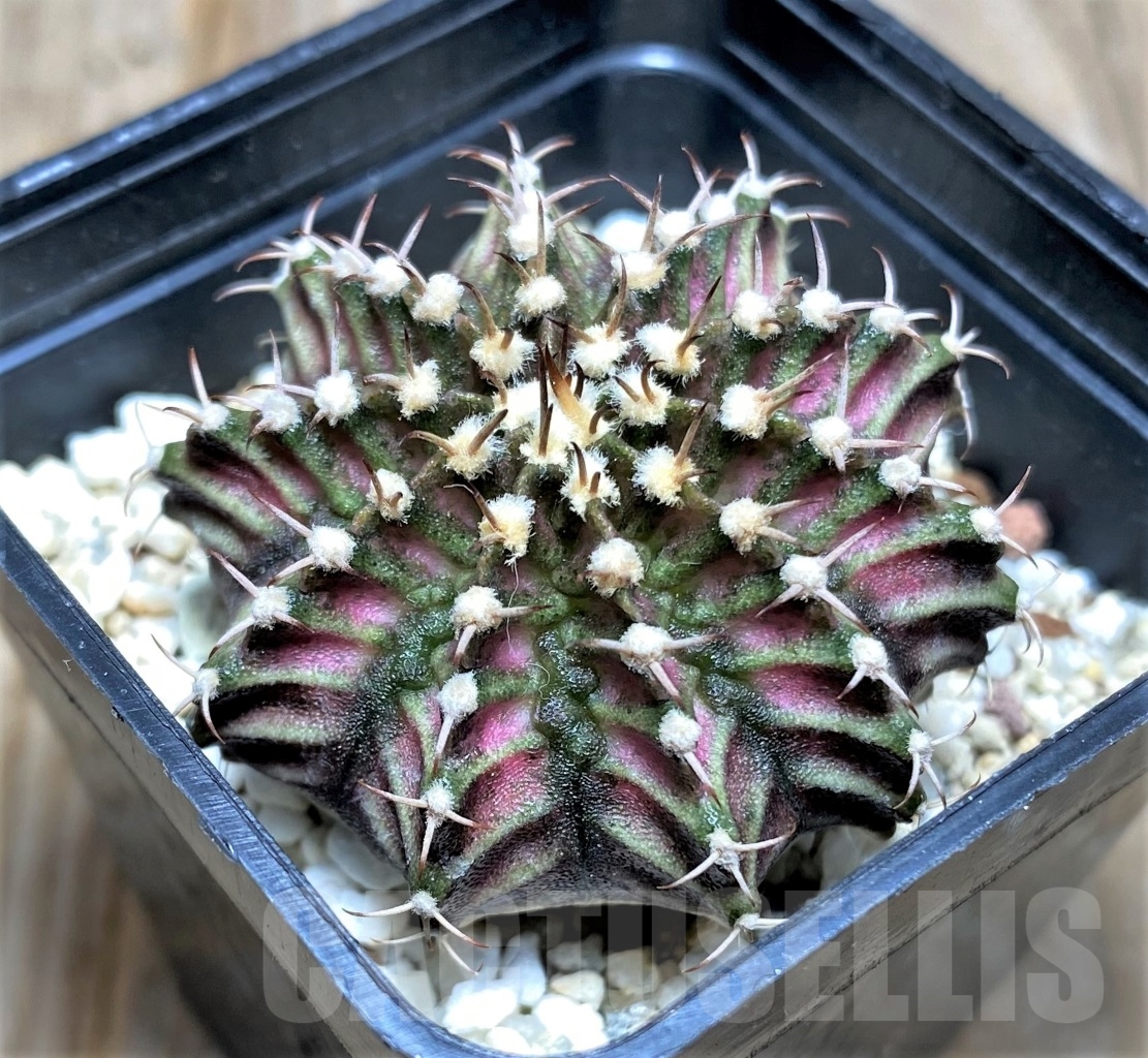 SHPR14763 Gymnocalycium mihanovichii 'T-rex' - Image 2