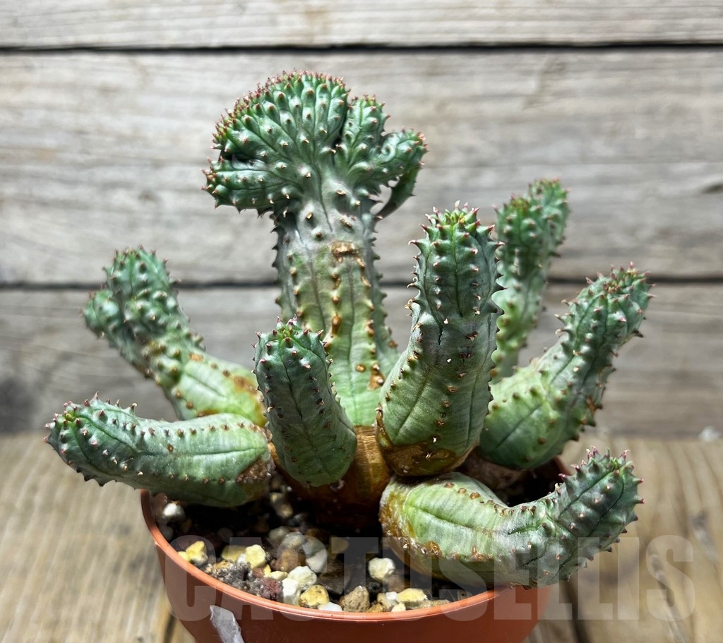 SHPR14880 Euphorbia obesa f. monstruosa