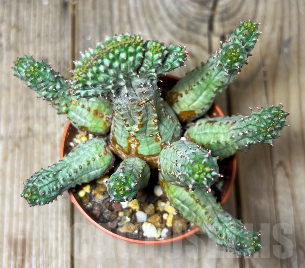 SHPR14880 Euphorbia obesa f. monstruosa - Image 2