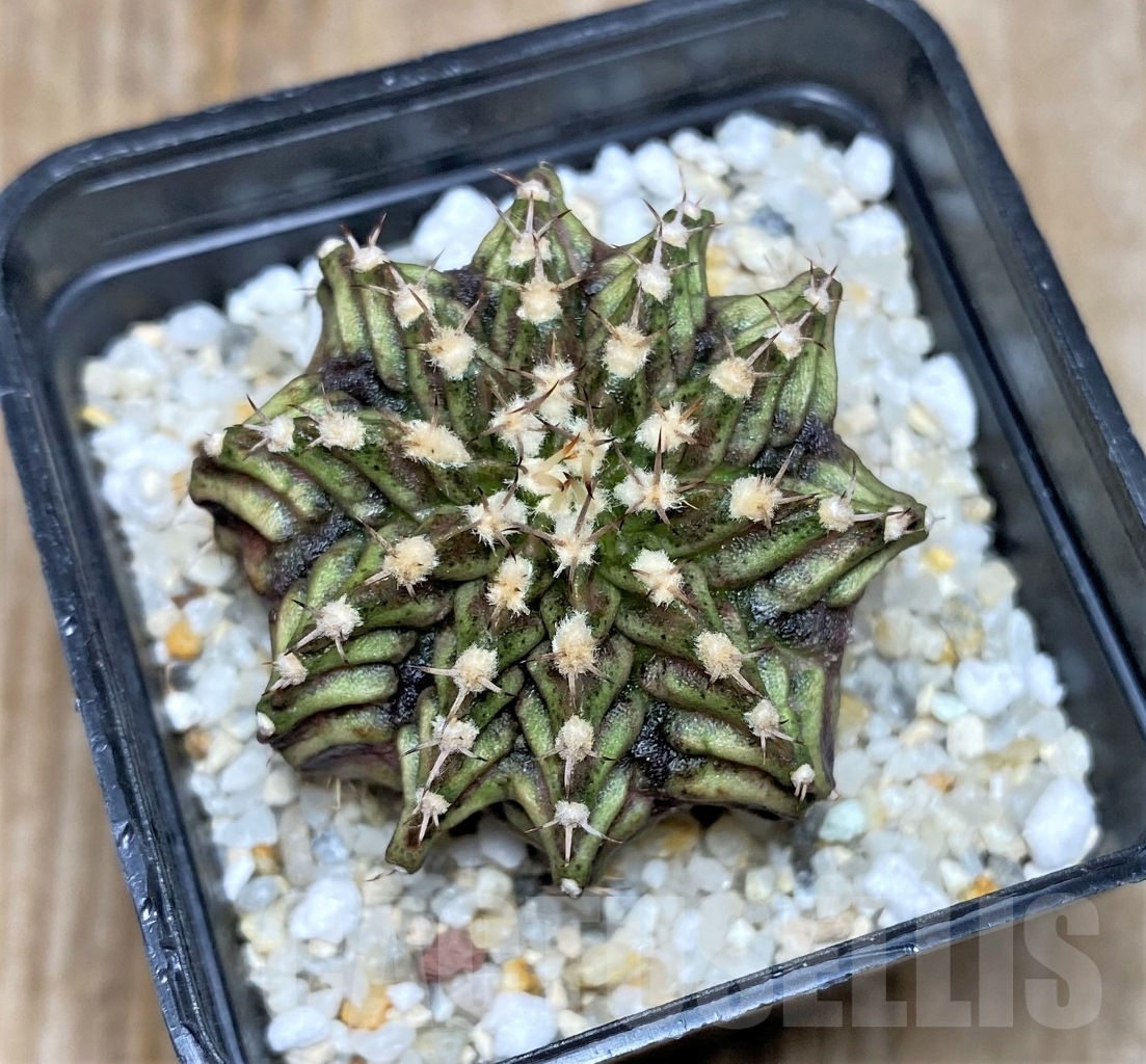 SHPR14767 Gymnocalycium mihanovichii 'T-rex'