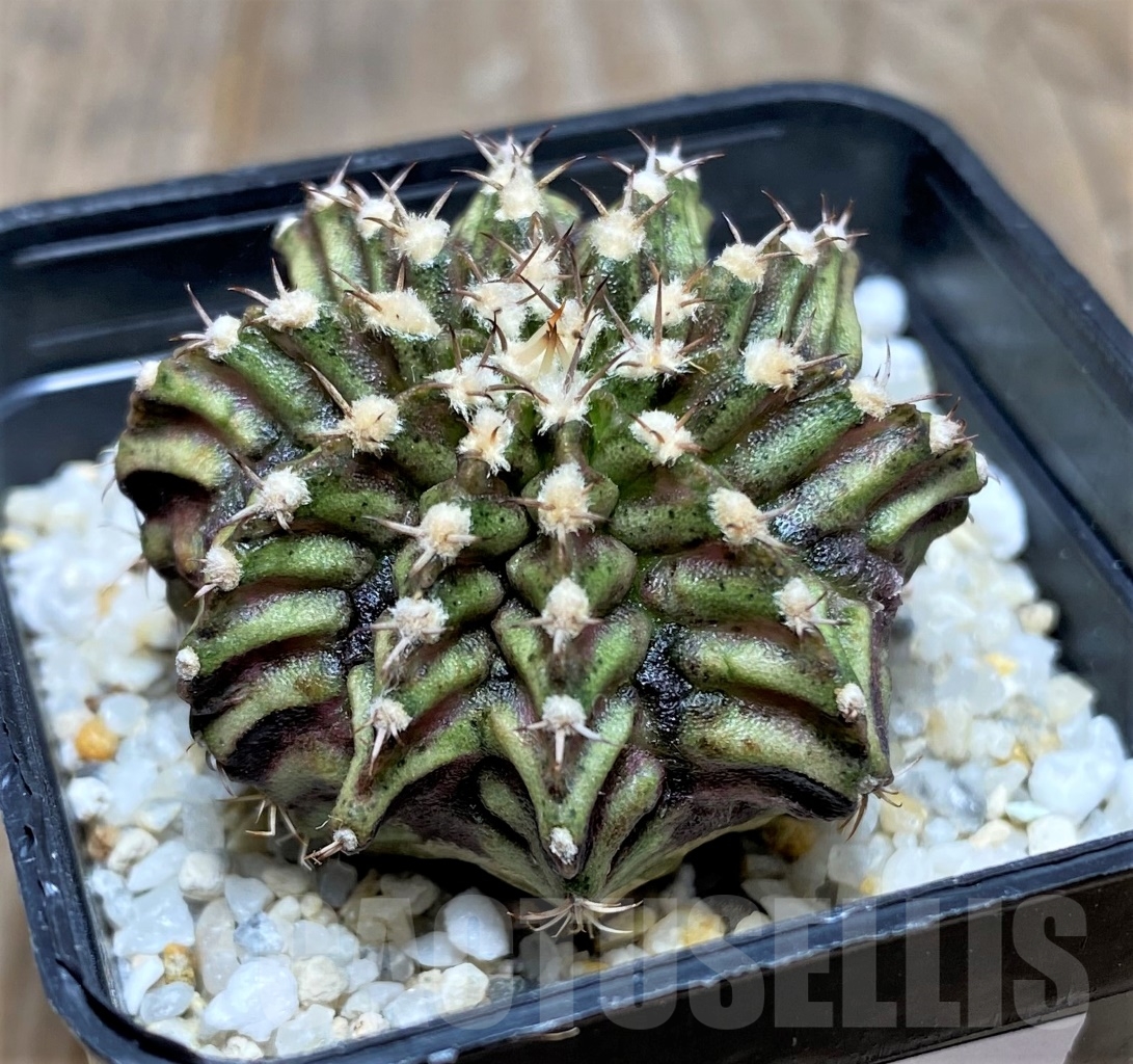 SHPR14767 Gymnocalycium mihanovichii 'T-rex' - Image 2