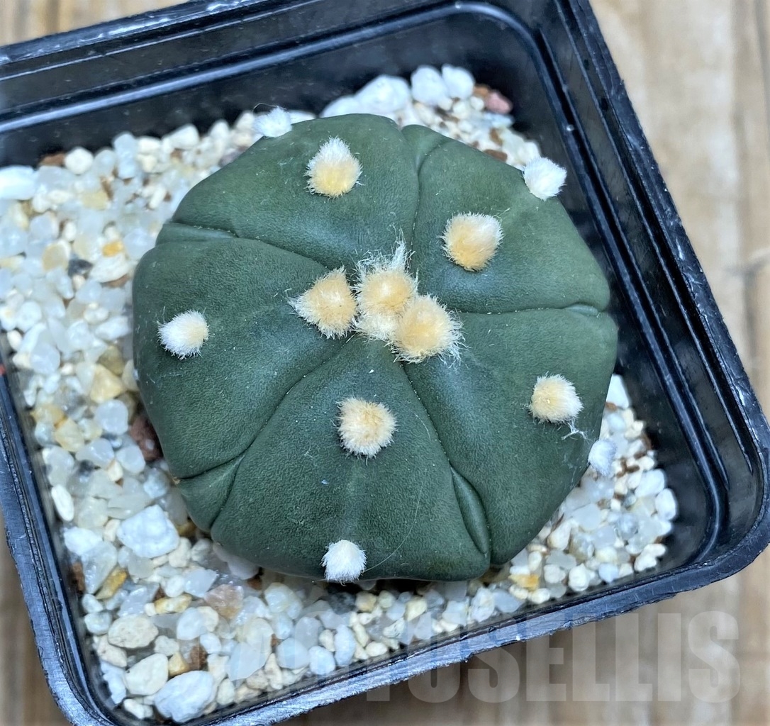 SHPR14771 Astrophytum asterias 'Kikko' 5 ribs