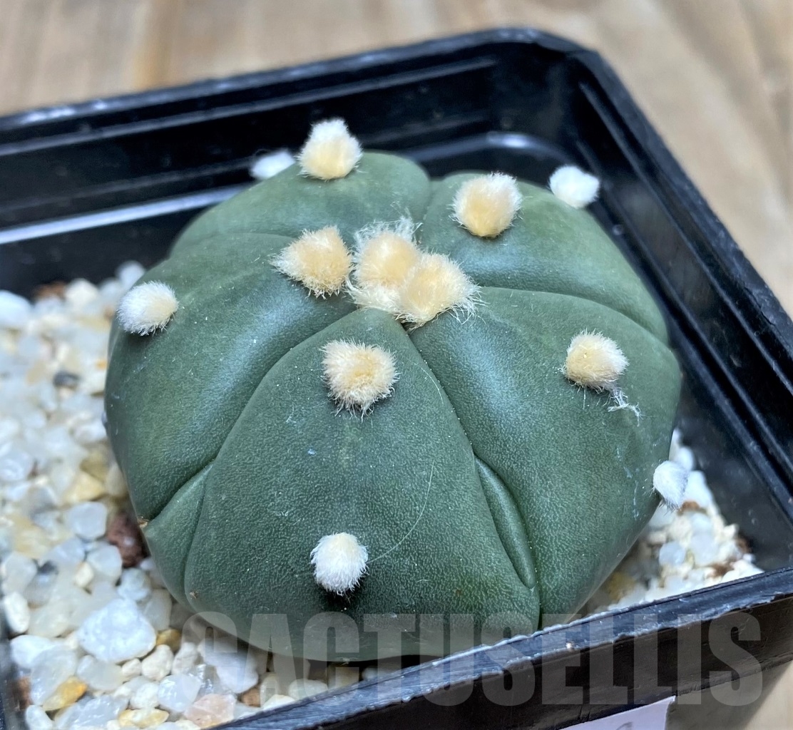 SHPR14771 Astrophytum asterias 'Kikko' 5 ribs - Imagen 2