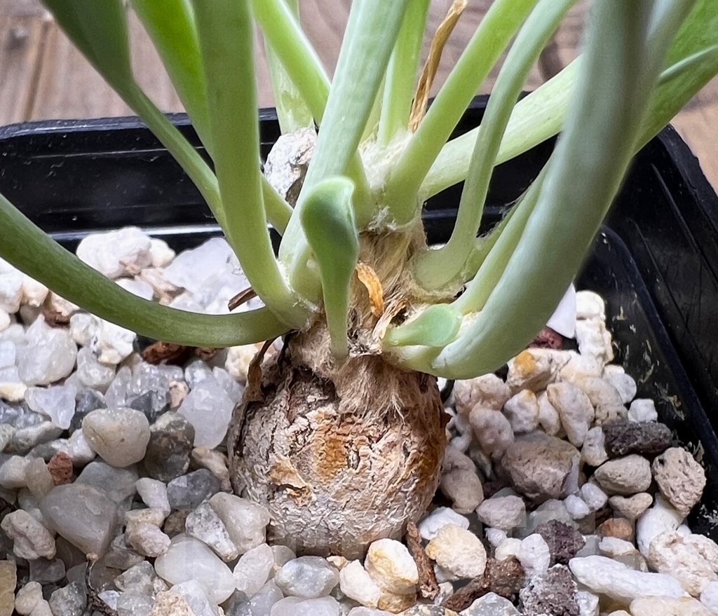 SHPR14883 Othonna hallii steinroph - 画像 (2)