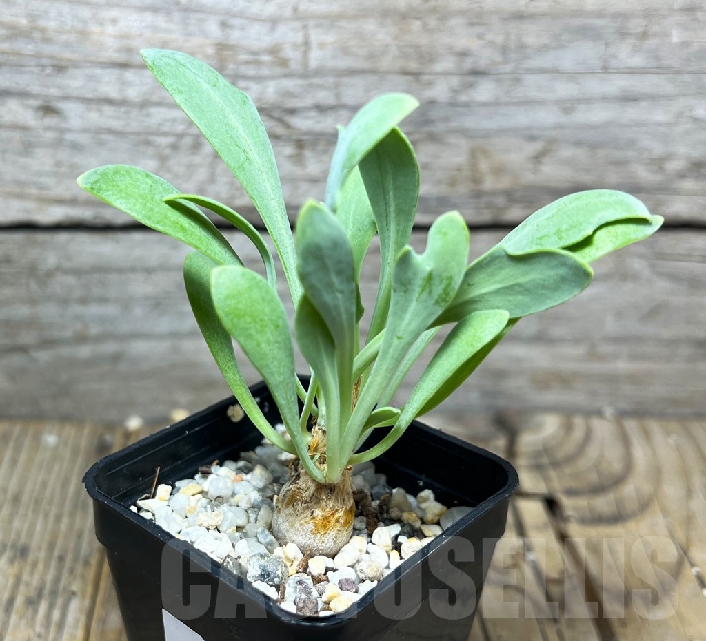 SHPR14883 Othonna hallii steinroph