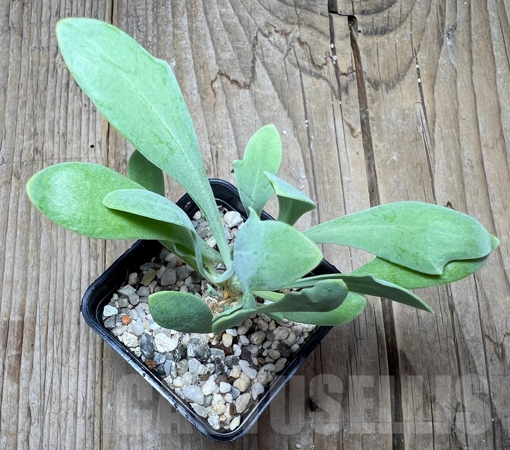 SHPR14883 Othonna hallii steinroph - 画像 (3)