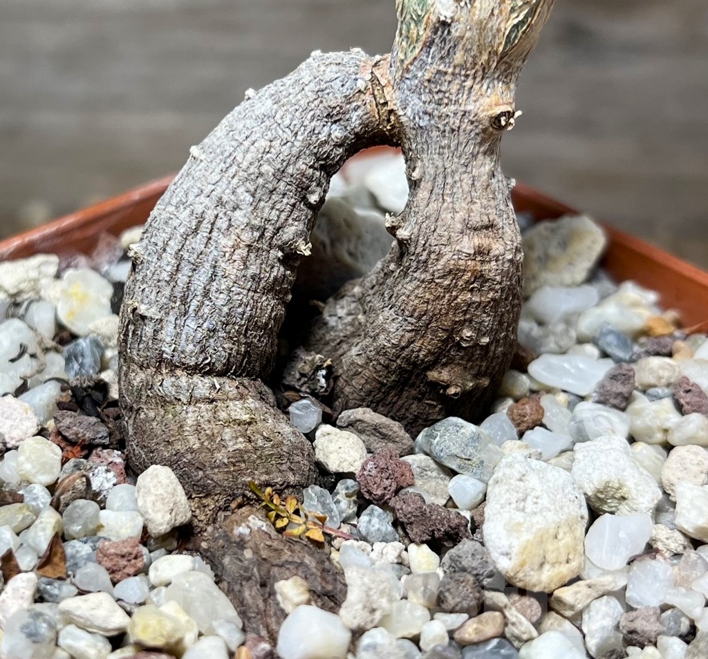 SHPR14884 Operculicarya decaryi - Imagen 2