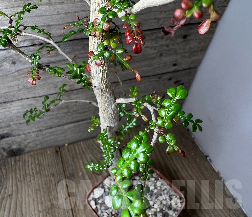 SHPR14884 Operculicarya decaryi - Imagen 3