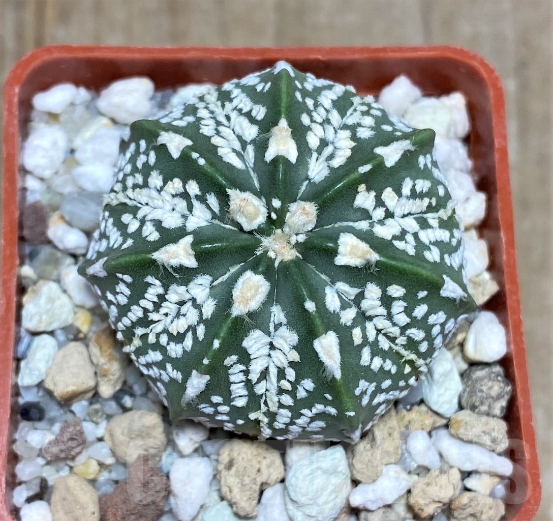 SHPR14778 Astrophytum capas x 's.k.-v'