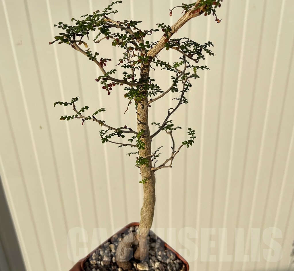 SHPR14884 Operculicarya decaryi