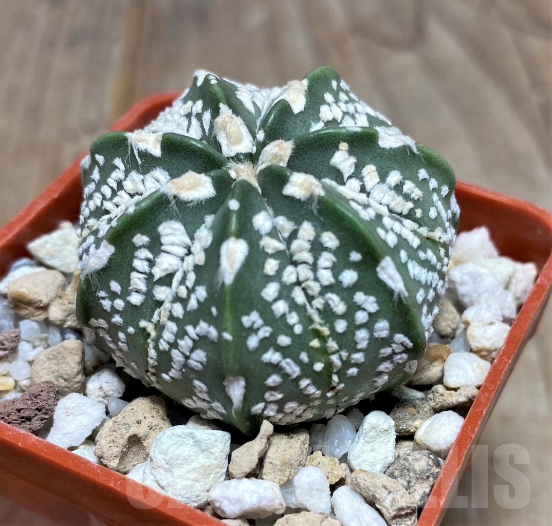 SHPR14778 Astrophytum capas x 's.k.-v' - Image 2