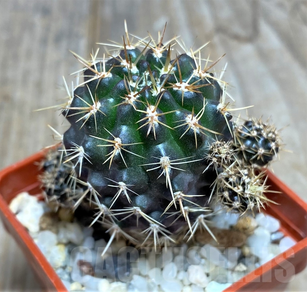 SHPR14781 Neoporteria curvispina v. andicola f. mollensis