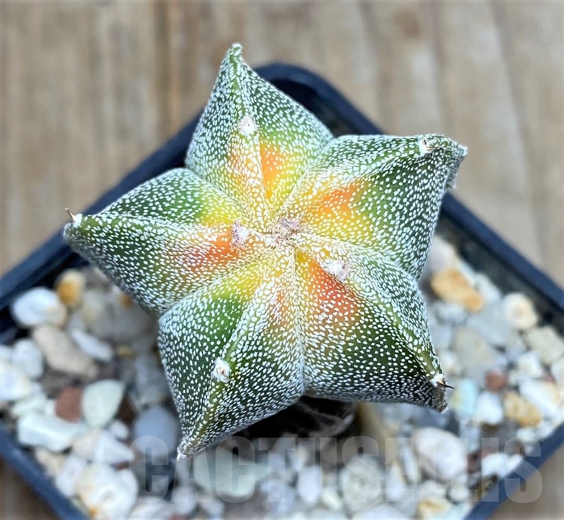 SHPR14782 Astrophytum myriostigma f. variegata