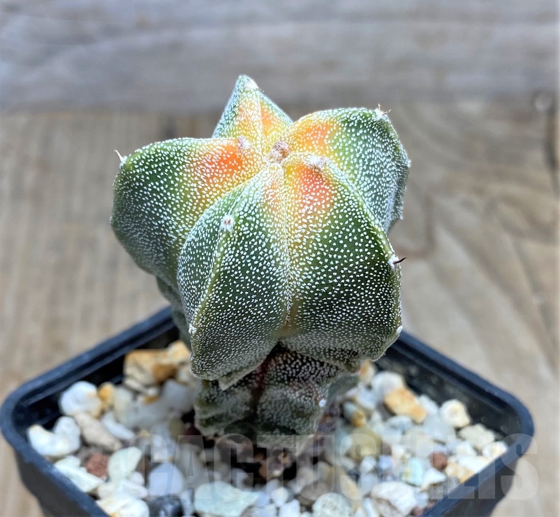 SHPR14782 Astrophytum myriostigma f. variegata - immagine 2