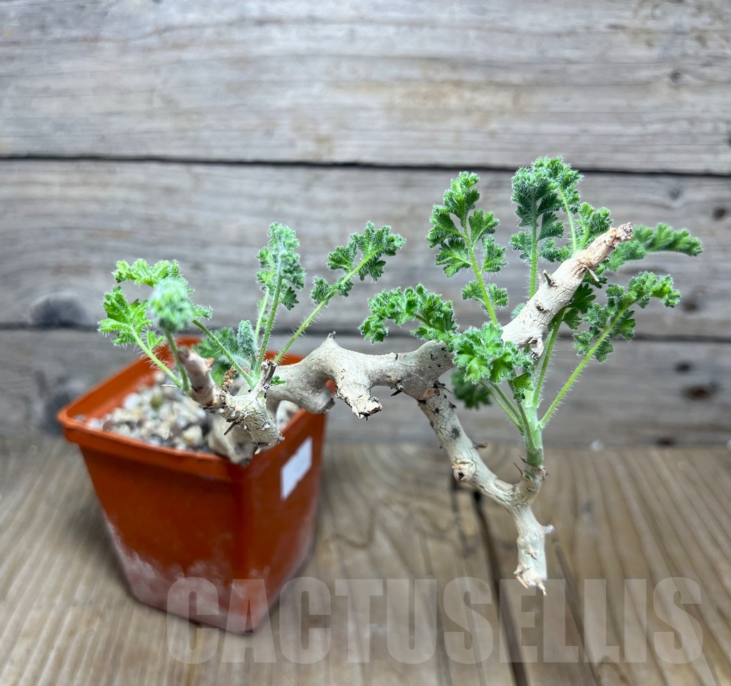 SHPR14886 Pelargonium alternans