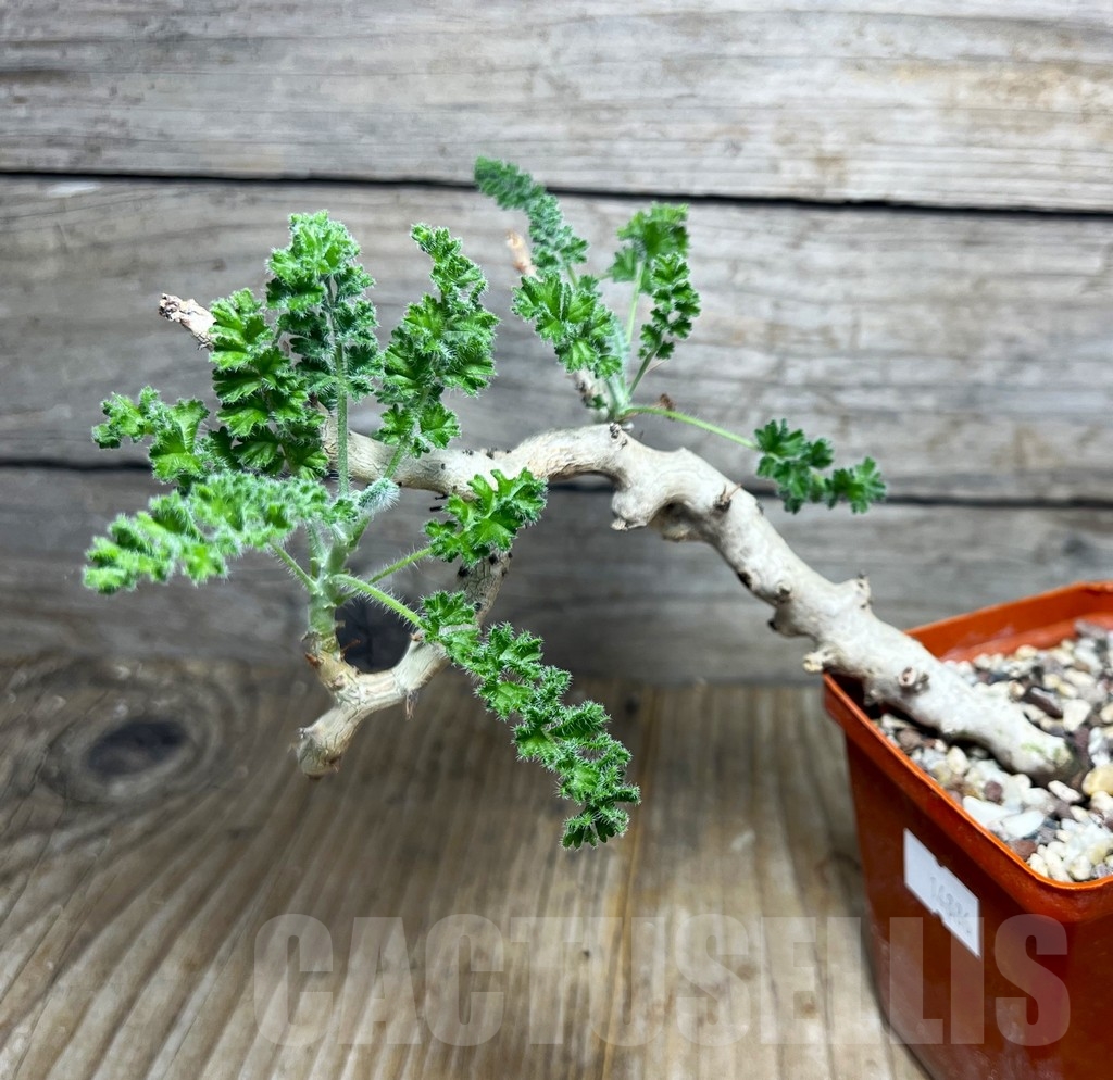 SHPR14886 Pelargonium alternans - Imagen 3