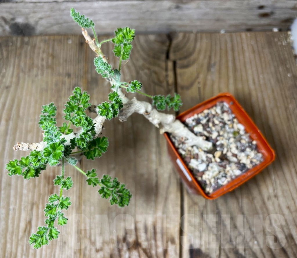 SHPR14886 Pelargonium alternans - Imagen 2