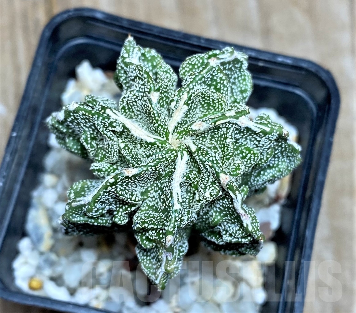 SHPR14786 Astrophytum myriostigma 'Fukuryu'