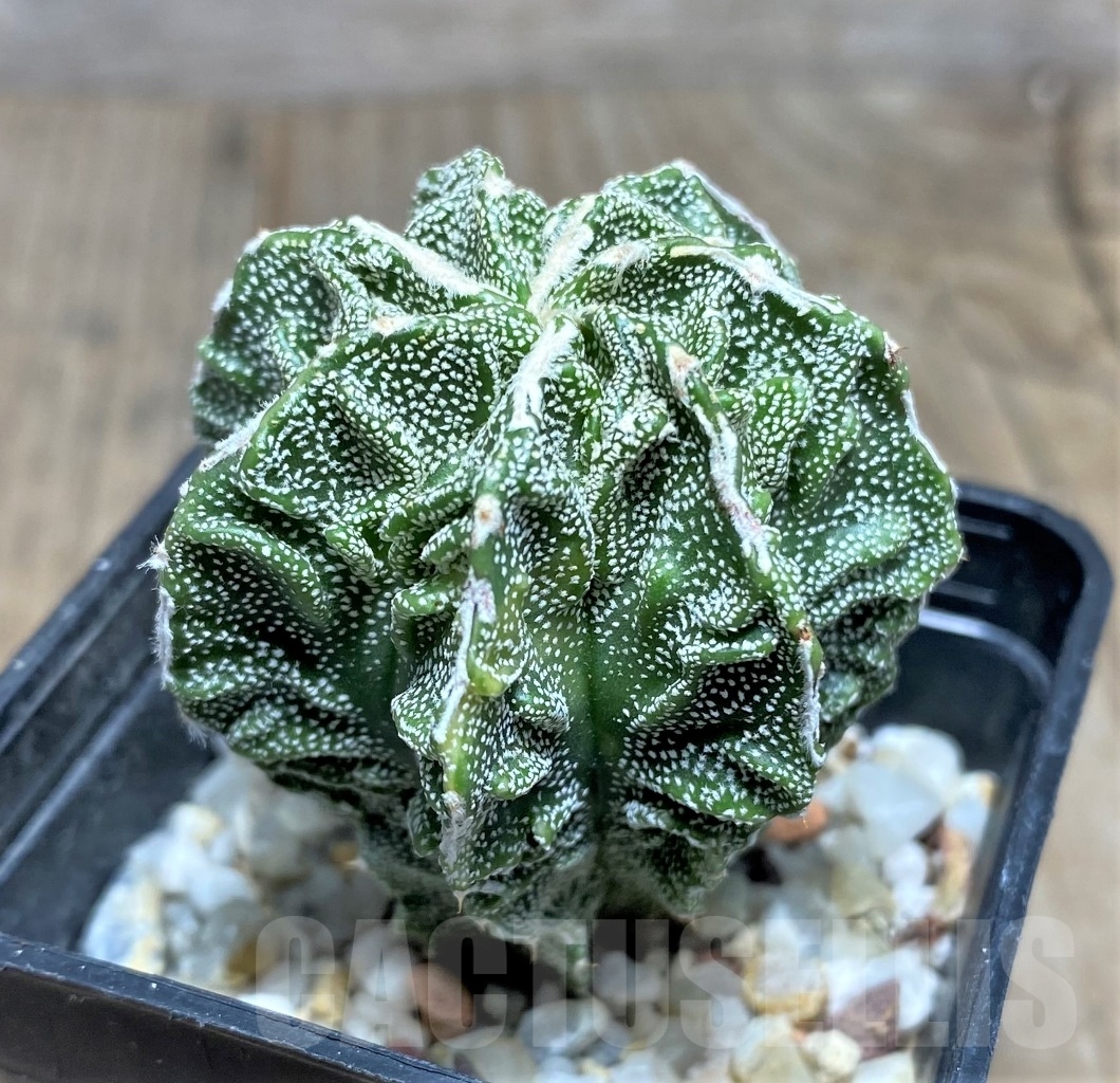 SHPR14786 Astrophytum myriostigma 'Fukuryu' - Image 2