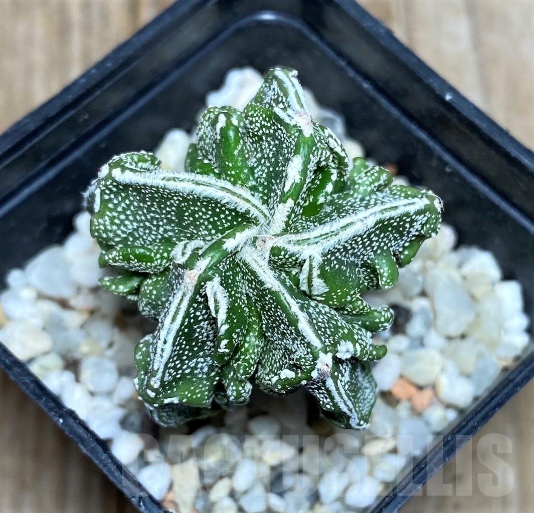 SHPR14787 Astrophytum myriostigma 'Fukuryu'