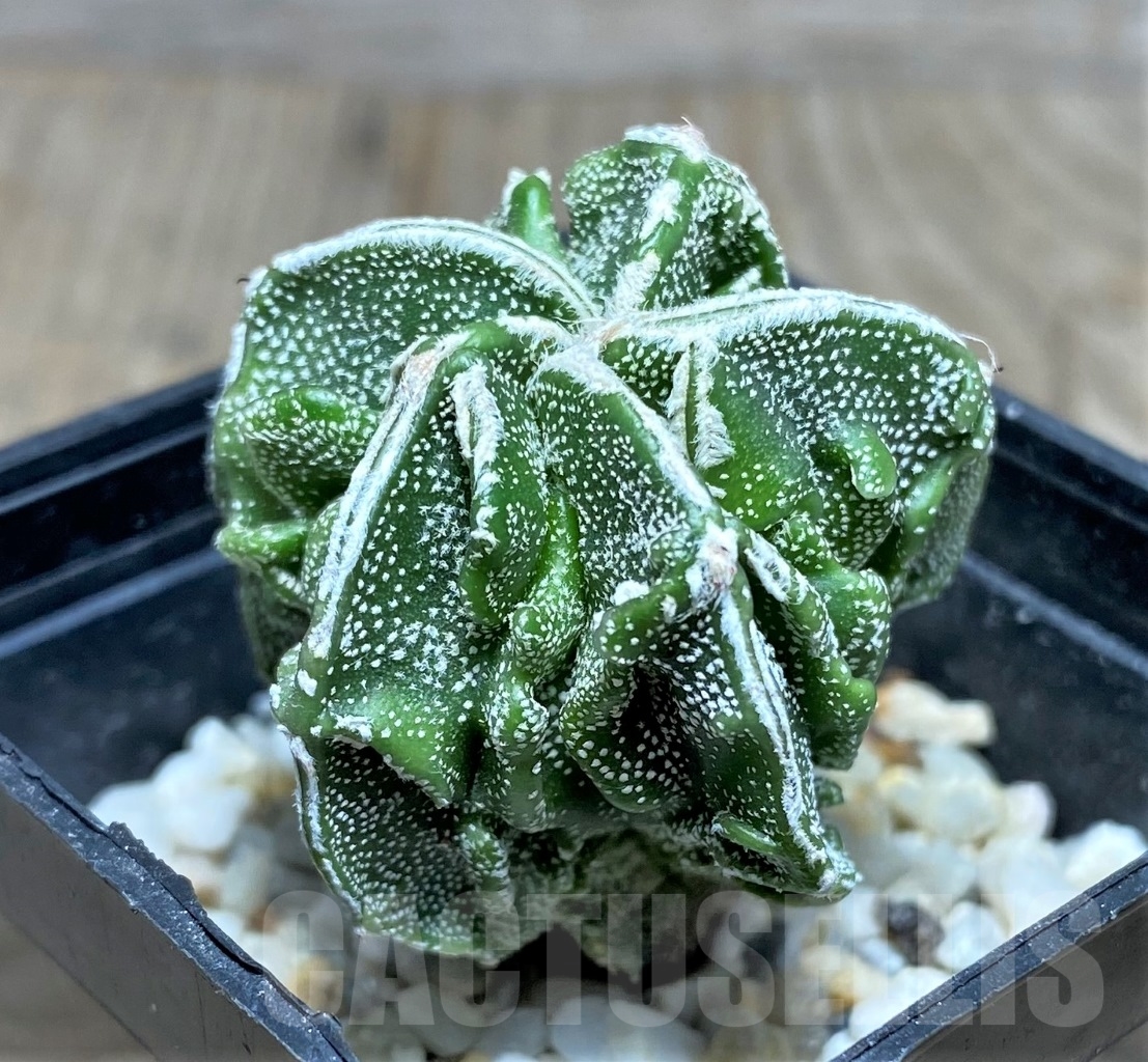 SHPR14787 Astrophytum myriostigma 'Fukuryu' - Image 2