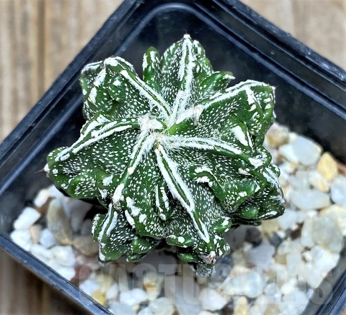 SHPR14788 Astrophytum myriostigma 'Fukuryu'