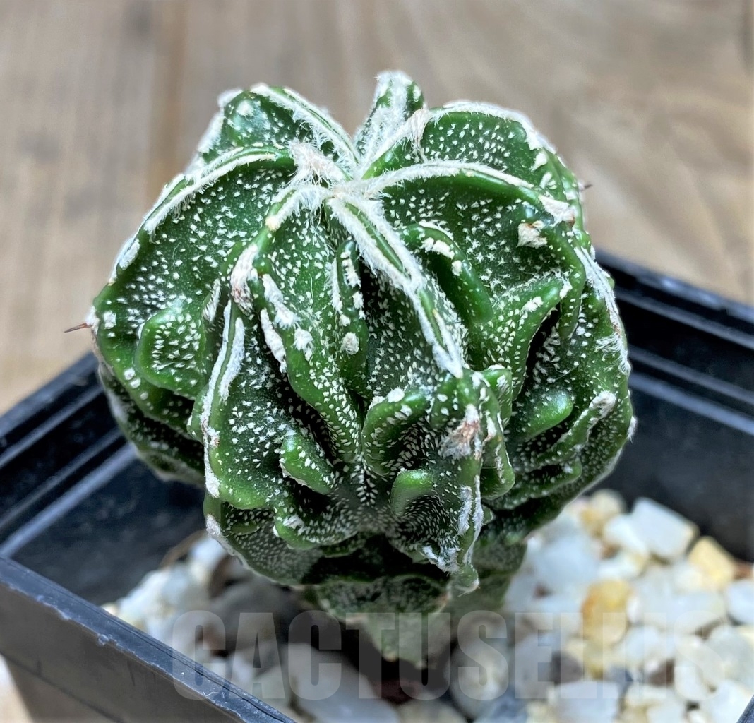 SHPR14788 Astrophytum myriostigma 'Fukuryu' - Image 2
