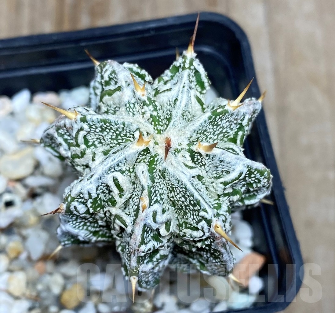 SHPR14791 Astrophytum ornatum 'Fukuryu' – Image 2