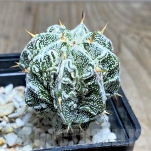 その他 OZWRT Spirit of Astrophytum その他 OZWRT Spirit of Astrophytum Astrophytum | Unique Hybrid