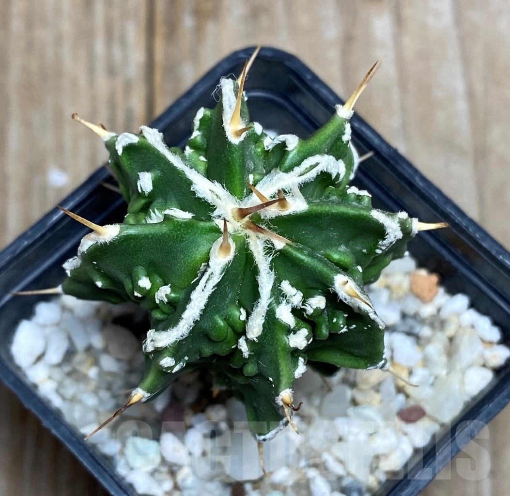 SHPR14795 Astrophytum ornatum 'Fukuryu' f.nudum - immagine 2