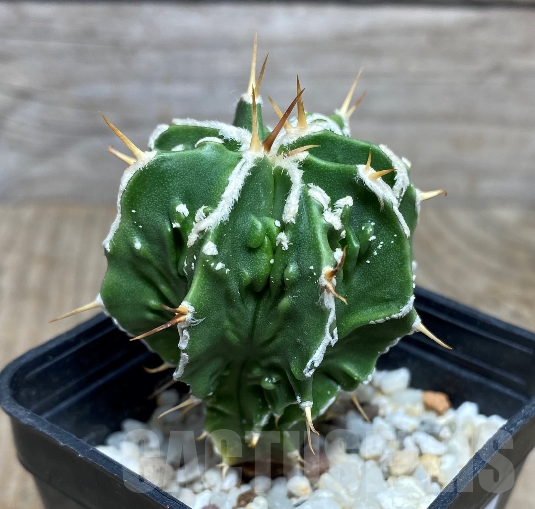 SHPR14795 Astrophytum ornatum 'Fukuryu' f.nudum