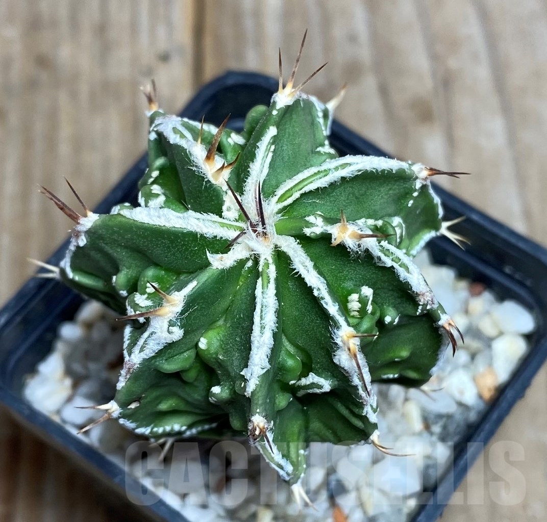 その他 OZWRT Spirit of Astrophytum SHPR6078 Astrophytum hybrid SK-ONZ (A. asterias cv