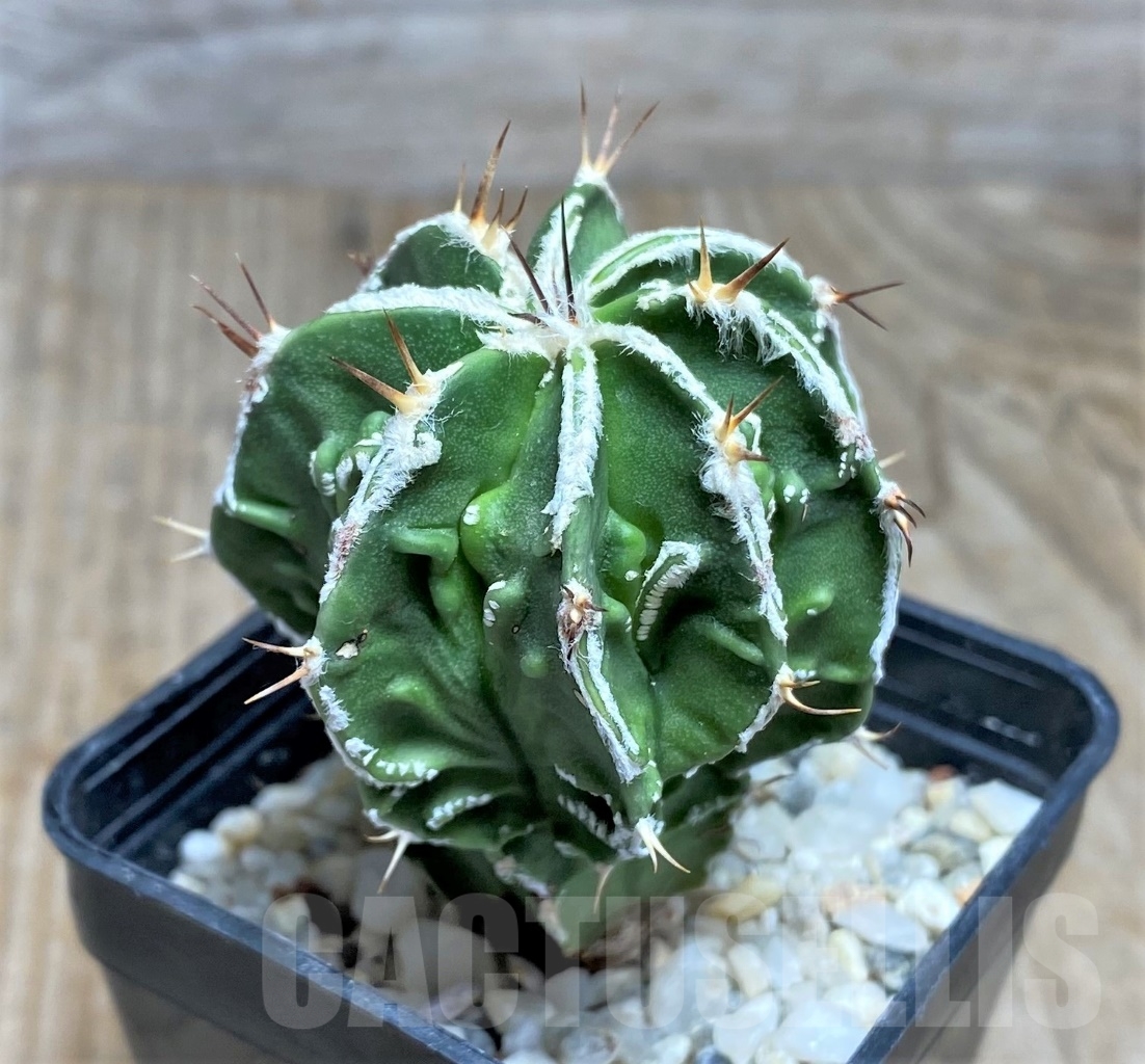 SHPR14796 Astrophytum ornatum 'Fukuryu' f.nudum