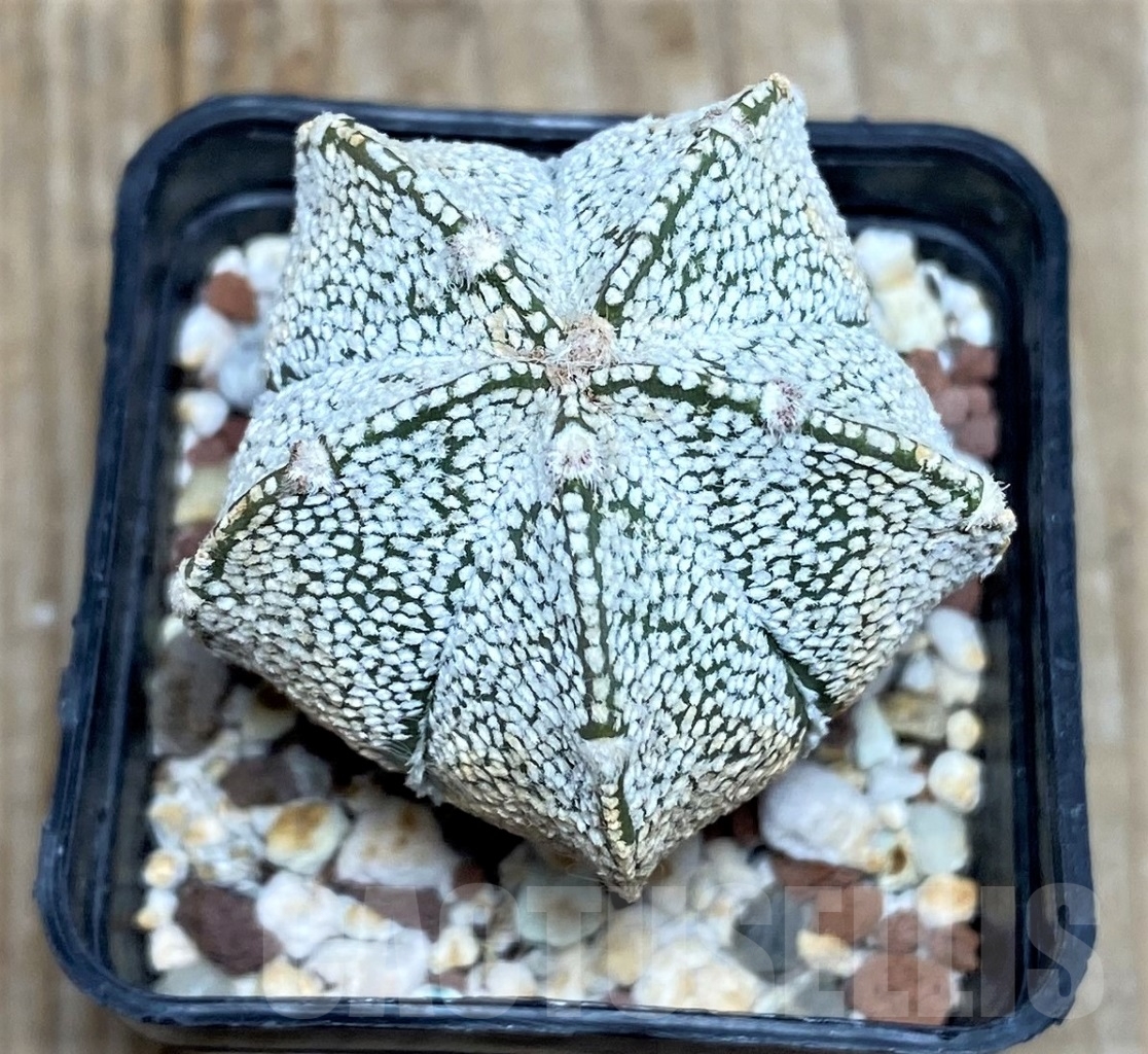 SHPR14825 Astrophytum coahuilense hybrid