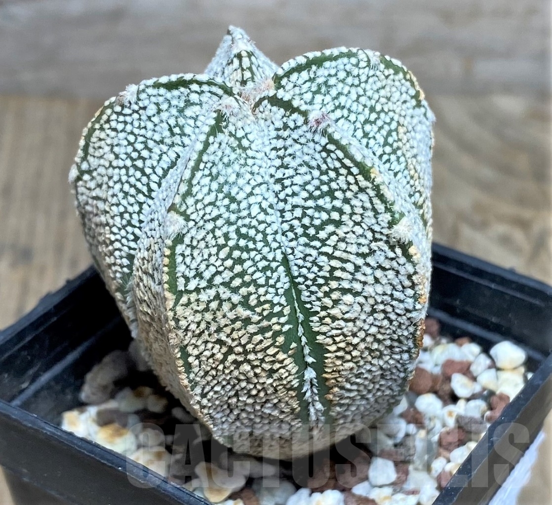SHPR14825 Astrophytum coahuilense hybrid - Image 2