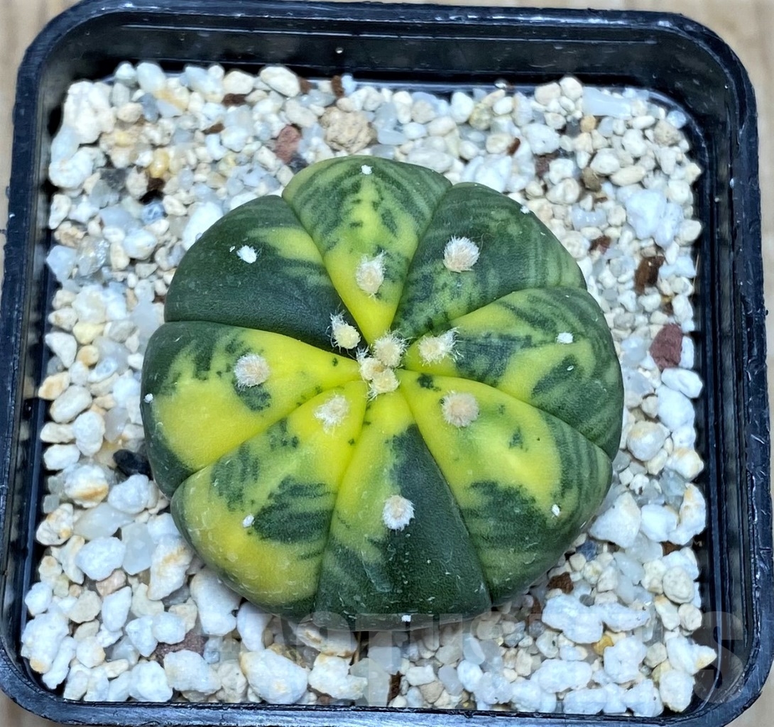 SHPR14826 Astrophytum asterias f. variegatum
