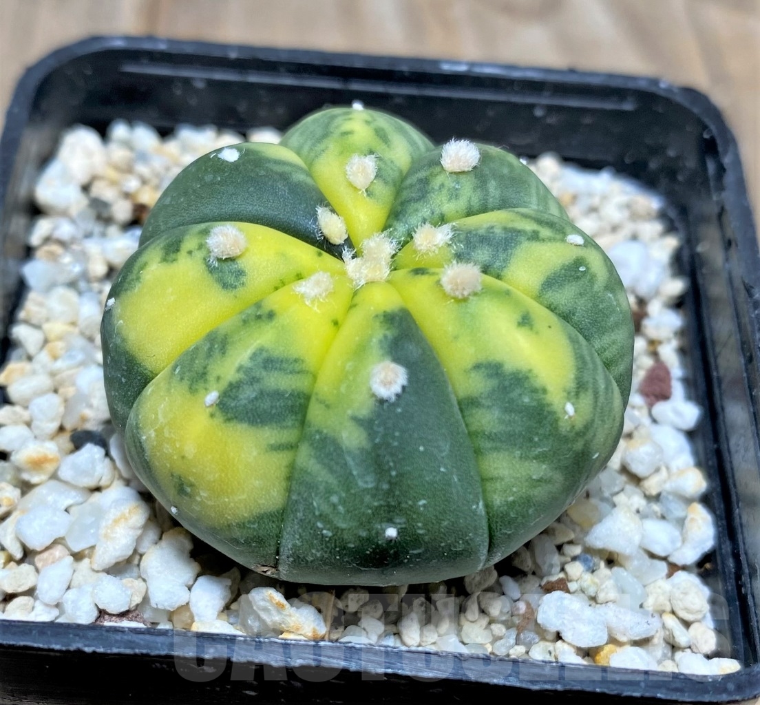 SHPR14826 Astrophytum asterias f. variegatum - Image 2