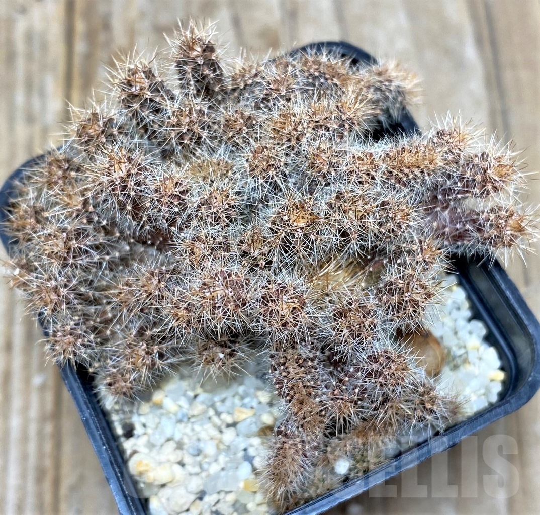 SHPR14827 Echinopsis sp. f. cristata - Image 2