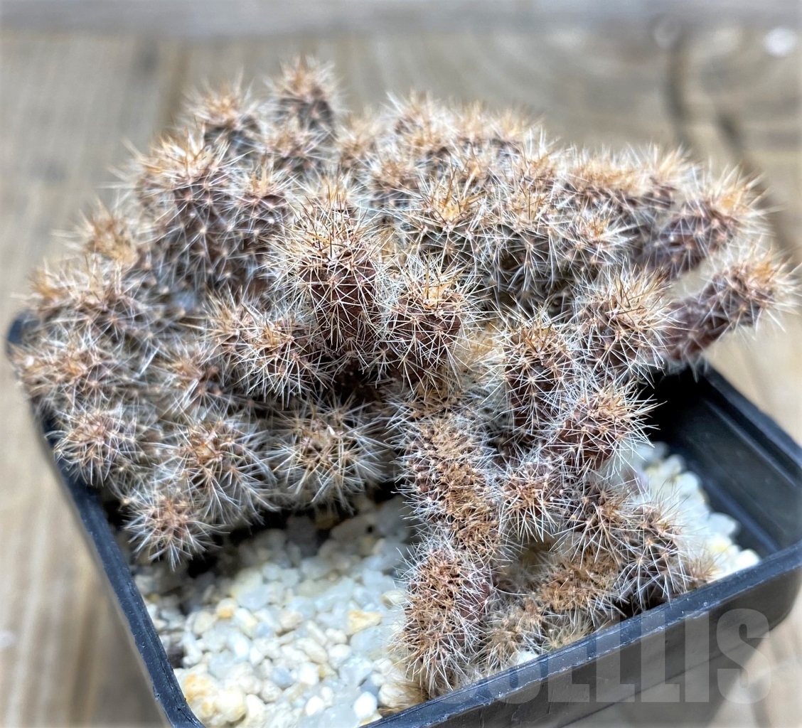 SHPR14827 Echinopsis sp. f. cristata