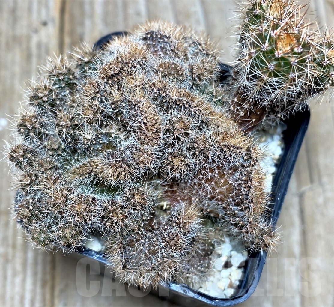 SHPR14828 Echinopsis sp. f. cristata - 画像 (2)