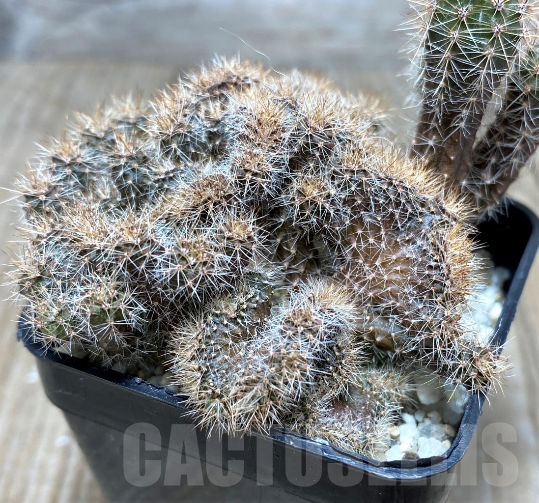 SHPR14828 Echinopsis sp. f. cristata