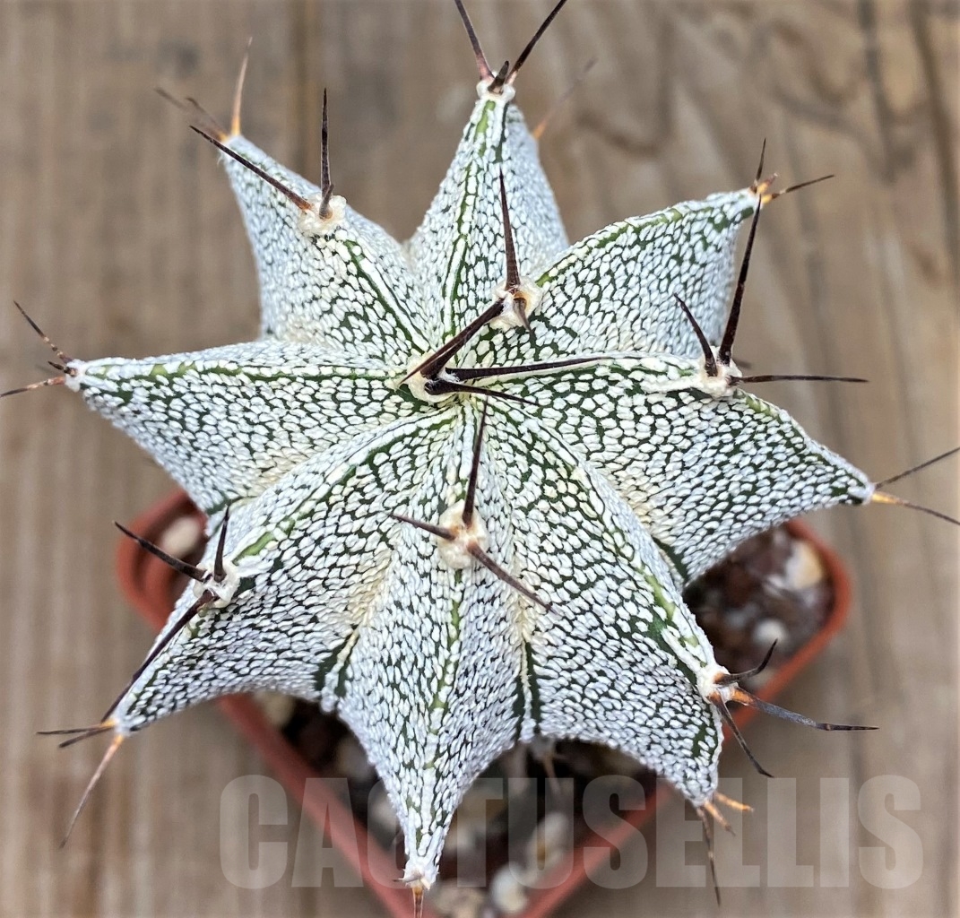 SHPR14829 Astrophytum myriostigma 'Onzuka' x ornatum, grafted