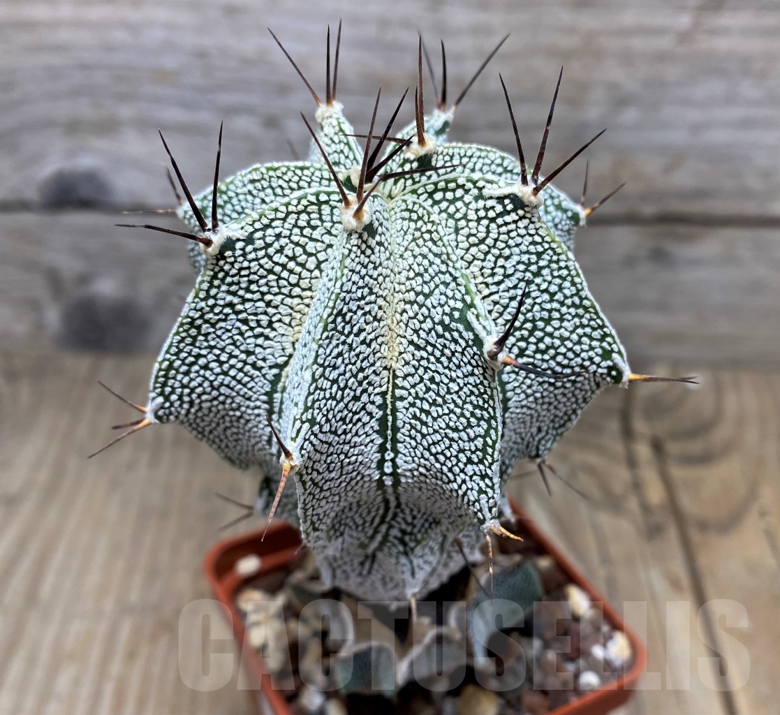 SHPR14829 Astrophytum myriostigma 'Onzuka' x ornatum, grafted - immagine 2
