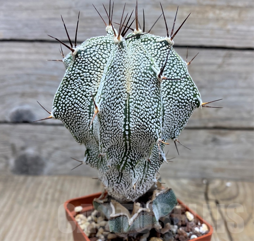 SHPR14829 Astrophytum myriostigma 'Onzuka' x ornatum, grafted - immagine 3