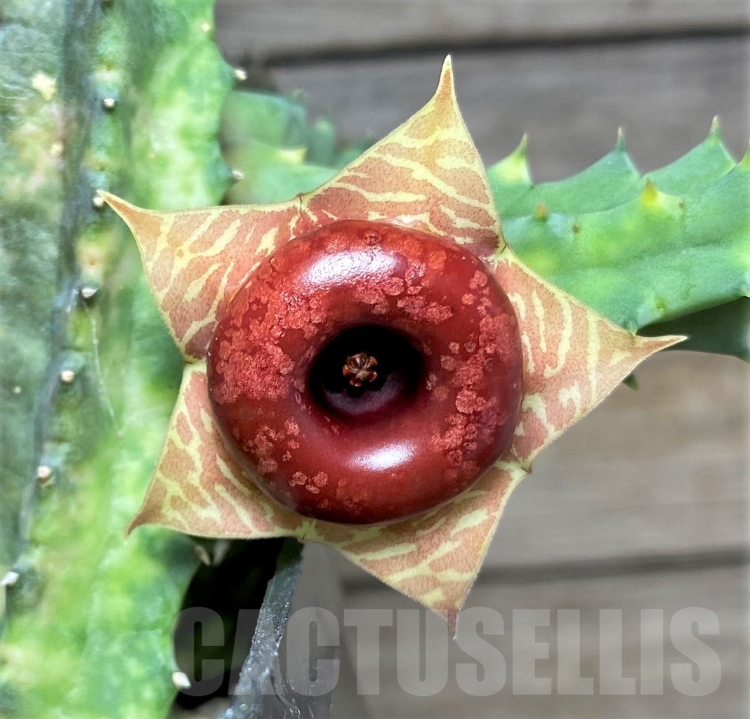 SHPR14830 Huernia zebrina f. variegata