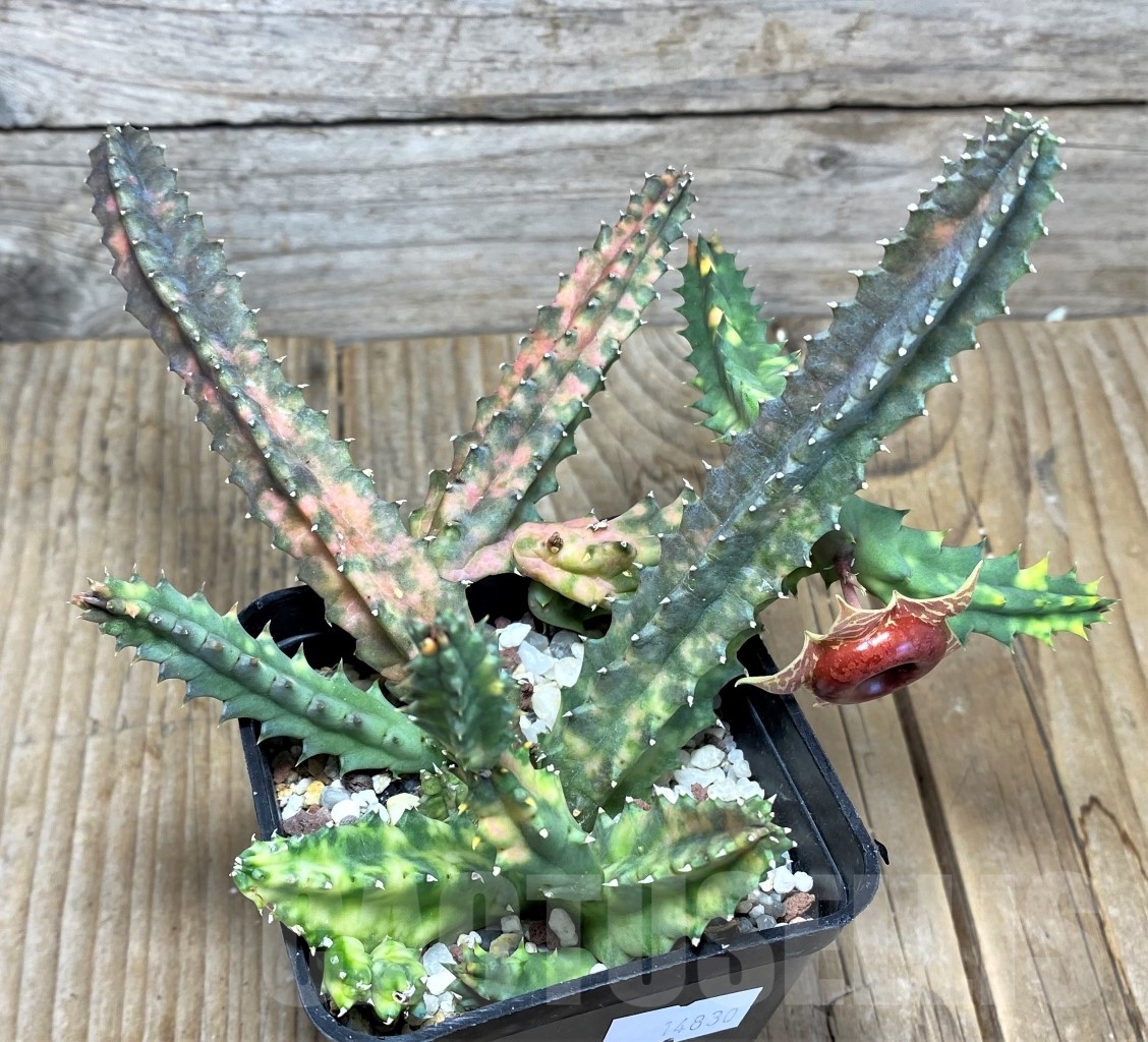 SHPR14830 Huernia zebrina f. variegata - Image 2