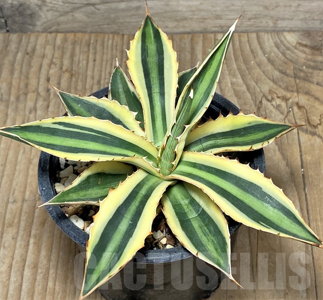 SHPR14832 Agave lophantha 'Quadricolor'